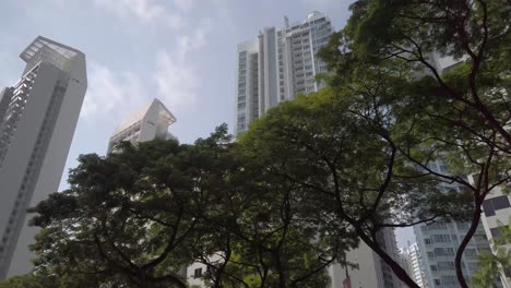 Landscape-view-up-to-the-sky-with-big-green-tree-and-skyscraper-building-of-the-highrise-government-residence-building-in-Singapore