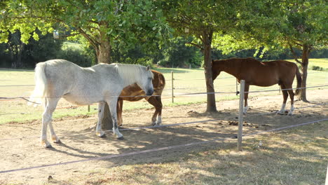 Three-horses-protecting-themselves-from-the-sun-under-trees,-France