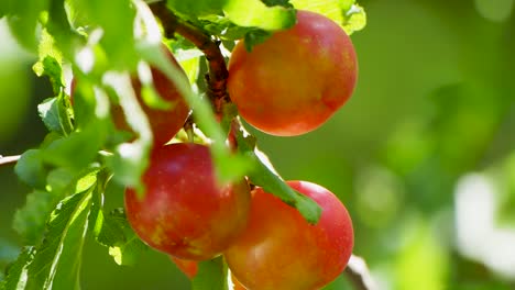 ripe-small-plums-on-branches-close-up-with-nice-lighting