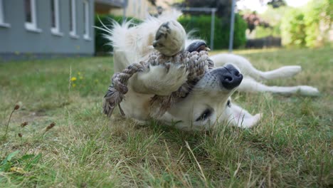 Close-up-of-white-dog-laying-in-the-grass-and-chewing-on-a-toy