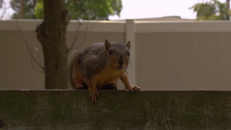 Interessante-Aufnahmen-Eines-Kalifornischen-Eichhörnchens,-Das-Seinen-Kopf-Auf-Einen-Zaun-In-Santa-Ana,-Ca.-Legt