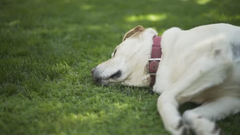 Dog-laying-in-grass,-Labrador-1