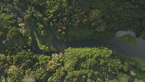 Aerial-view-top-down-of-lush-green-tropical-Forrest-and-rive-in-Kauai