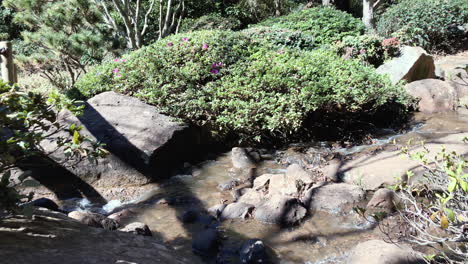 Running-creek-from-waterfall-with-green-foliage,-Ju-Raku-En-Japanese-Garden,-Toowoomba,-Australia