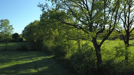 Die-Drohne-Hebt-An-Einem-Sonnigen-Nachmittag-über-Eine-Reihe-Wunderschöner-Grüner-Bäume-Nach-Oben