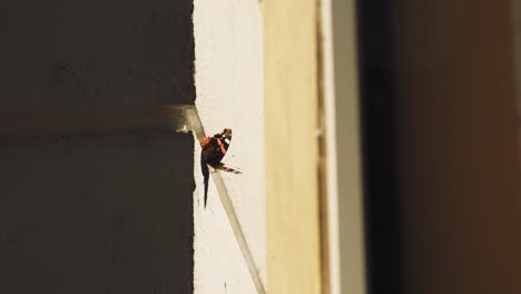 Schmetterling-An-Der-Wand-Des-Gelben-Hauses,-Schmetterling-Fliegt-Davon