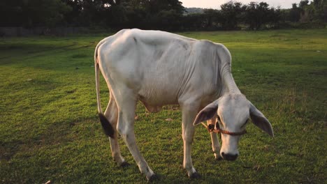 Kuh-Frisst-Gras-Auf-Einem-Bauernhof-Im-Freien-Bei-Sonnenuntergang