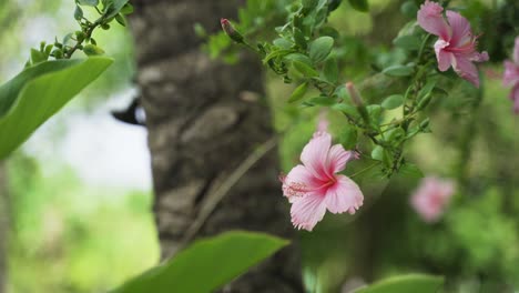 Hellrosa-Hibiskusblüte-In-Der-Natur