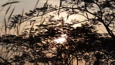 Sun-rising-between-tree