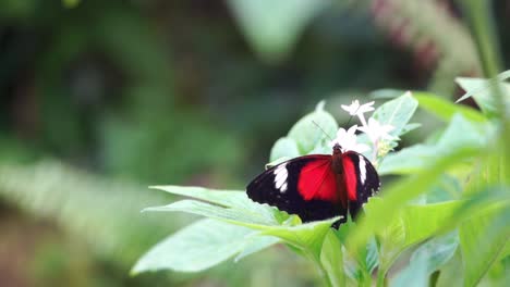 Bunte-Schmetterlinge-Im-Kuranda-Schmetterlingsschutzgebiet
