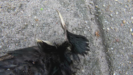 dead-starling-slide-reveal-2-–-when-you-own-a-cat-this-is-what-you-can-expect