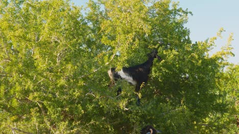 Two-Moroccan-goats-eating-argan-nuts-from-the-branches-of-argan-tree,-Morocco