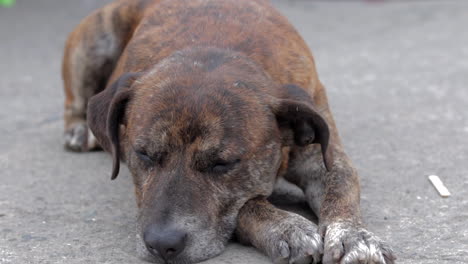 Schlafender-Straßenhund-In-Einer-Kolumbianischen-Kleinstadt
