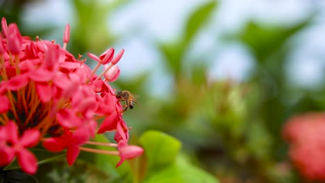 Sich-Bewegende-Biene-Auf-Tropischer-Blume