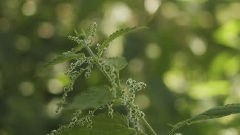 Close-up-of-a-stinging-nettle-in-a-garden