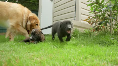 Golden-retriever-father-playing-with-its-puppies-in-a-backyard,-and-one-running-towards-and-chasing-the-camera-4K-slow-motion