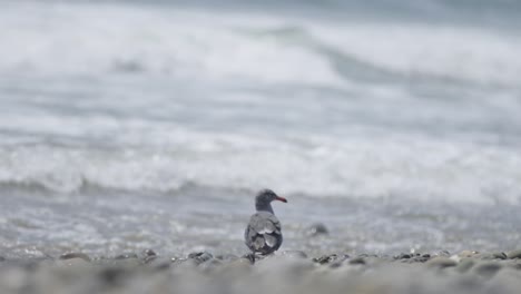 Seagull-looks-out-over-the-ocean-in-slow-motion-4K-wide-shot-medium