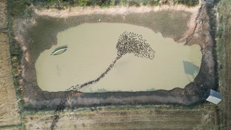 Aerial-footage-of-moving-patterns-made-by-a-raft-of-natural-ducks-following-each-other-to-a-pond-for-a-swim-and-bathe