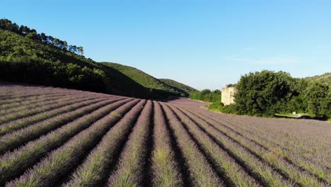 A-drone-flies-on-lavender-filed-and-ruins-in-Valensole-during-sunrise