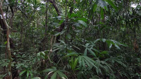 Point-of-view-shot-walking-through-Gamboa-Rainforest-Reserve,-Panama,-wide-shot
