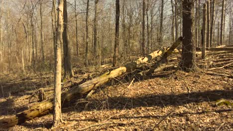 Tree-fallen-down-in-the-woods