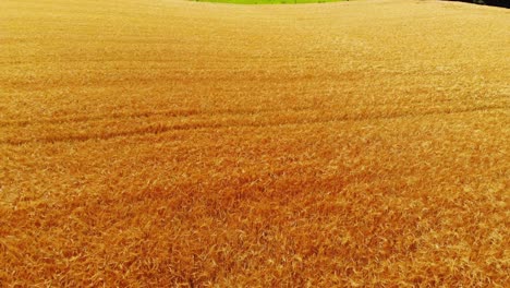 flying-over-golden-ripe-fields-of-barley