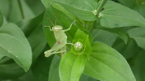 Camouflage-of-grasshopper-on-green-leaf