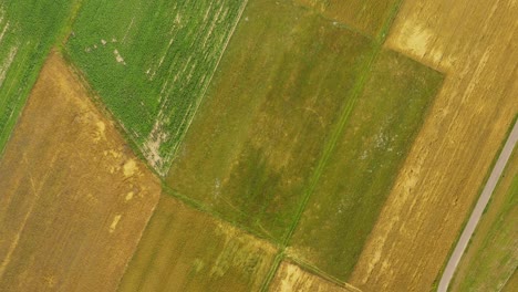 Luftaufnahme-Der-Grünen-Felder-Vor-Der-Ernte-Im-Sommer