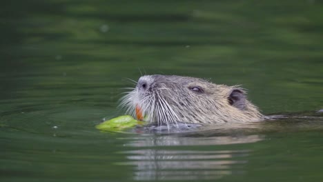 Close-up-of-a-coypu-eating-food-with-its-big-orange-incisors-while-floating-on-a-pond