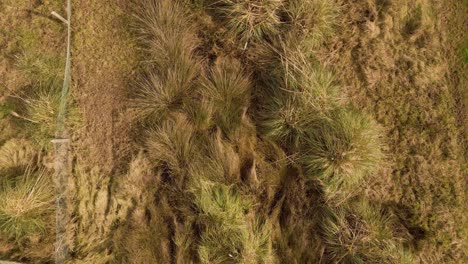 4K-aerial-view-of-cortaderia-selloana-commonly-known-as-pampas-grass-shaking-in-the-wind,-drone-moving-forward-in-Ria-de-Aveiro-estuary-of-river-Vouga-60fps