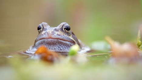 Europäischer-Gemeiner-Frosch-In-Einem-Teich-In-Oxford,-Uk,-Pumpender-Hals