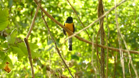 Wunderschöner-Trogon-Tropenvogel-Mit-Strumpfband-In-Der-Baumkrone-Des-Panama-Dschungels,-Nahaufnahme