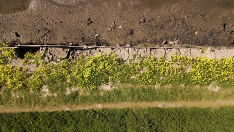 4K-view-from-above-of-some-oxalis-pes-caprae-blossoms-the-has-grown-in-the-river-protections-against-the-tide-in-the-salt-farms-of-Aveiro,-60fps