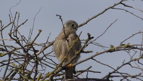 Common-Kestrel-Sitting-On-Twigs-In-Brouwersdam,-Netherlands---close-up
