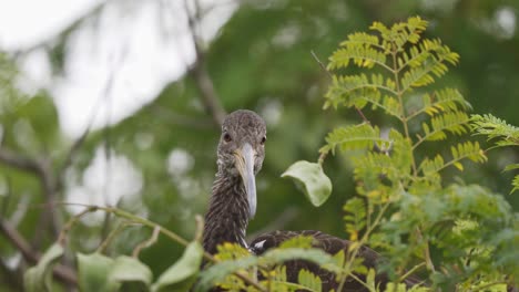 Close-up-of-a-limpkin-bird-looking-around-while-standing-on-a-branch-surrounded-by-green-leaves