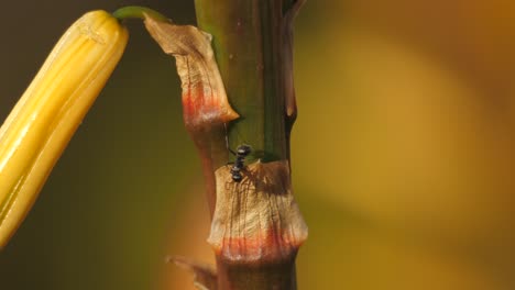 Makroaufnahme-Einer-Ameise-Mit-Weißem-Haar,-Die-Auf-Einer-Aloe-Pflanze-Mit-Gelber-Blüte-Läuft