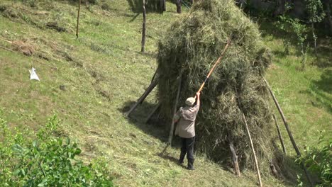Old-man-arranging-hay-on-a-hill