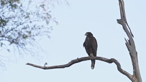 A-buteo-hawk-resting-on-a-branch-of-a-dead-tree-looking-around-for-prey-surrounded-by-nature