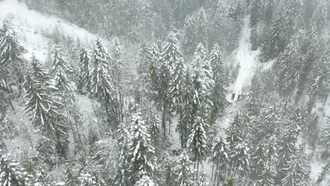 Jib-down-of-snow-covered-pine-trees-in-a-beautiful-forest
