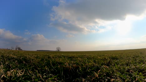 Green-Grass-And-Fluffy-Clouds-Blown-By-The-Wind-At-The-Field-With-Lone-Leafless-Tree-In-The-Middle