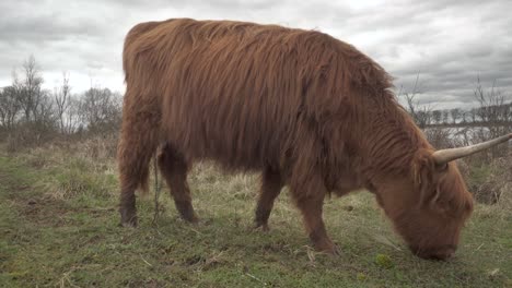 Big-highland-cattle-cow-grazing-and-eating-on-agricultural-grassland,-closeup