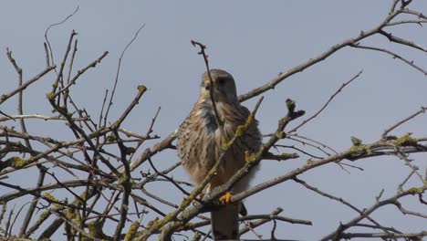 Little-hawk-or-falcon-moving-on-a-tree-branch