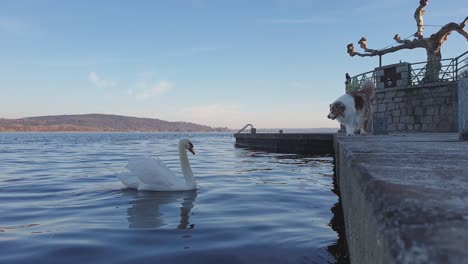 Dog-attackst-swan-from-edge-of-lake-dock