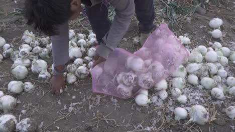 Closeup-of-a-farmer-harvesting-ripe-onions-on-a-farm