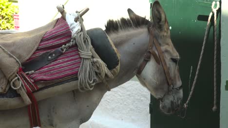 Donkey-with-Saddle-bound-to-wall-in-greek-alley-close-up-SLOW-MOTION