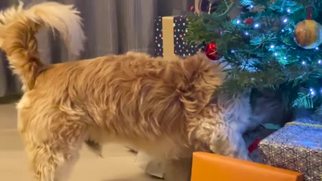 Cute-and-Lovely-Dog-searching-under-Christmas-Tree,-Christmas-Family-Home-Scene
