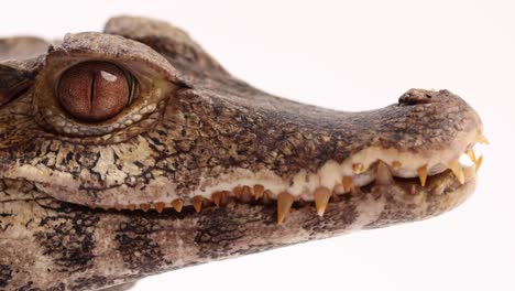 Kaiman-Nahaufnahme-Makro-Cuviers-Drawf-Krokodil