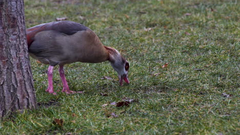 Egyptian-goose-looking-for-food-and-pecking-in-the-grass,Prague-park
