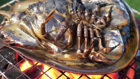 horseshoe-crab-is-cooking-hot-charcoal-in-garden-grill