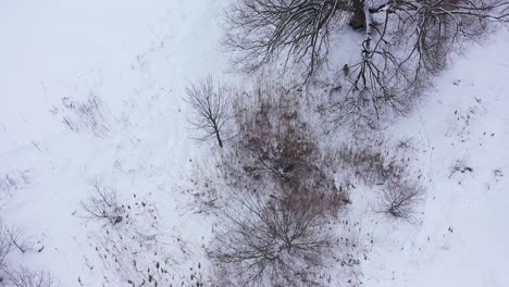 Kojoten-Rennen-Durch-Den-Wald,-Unwirkliche-Luftaufnahme-über-Dem-Kopf